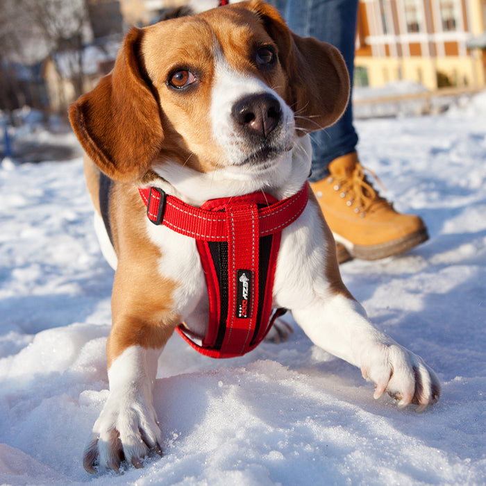 EZ Harness w/Reflective Piping Med Blue