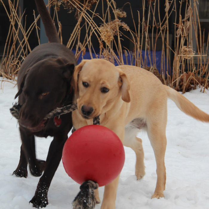 Jolly Romp N Roll Ball With Rope Blue 8"