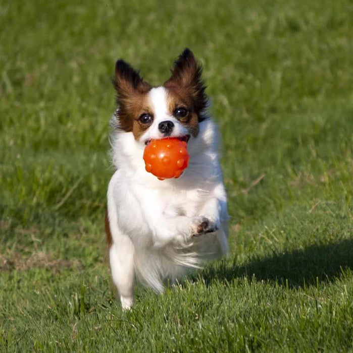 Jolly Jumper Ball Glow 4" | Float