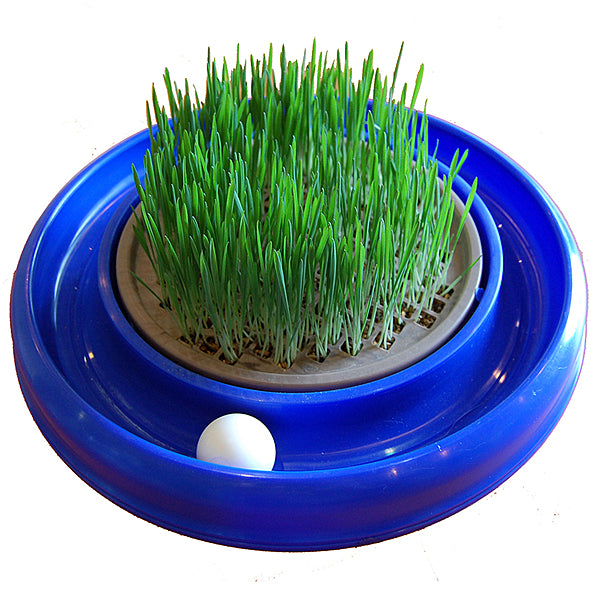 Grass For Turbo Scratcher & Star Chaser