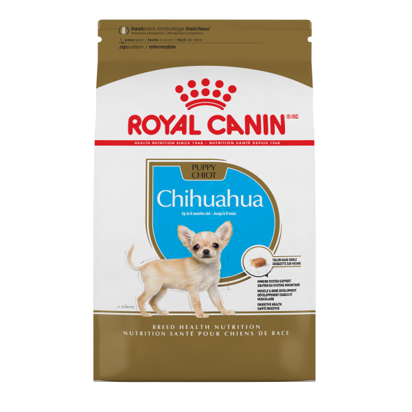 RC BHN Chihuahua Puppy 2.5lbs