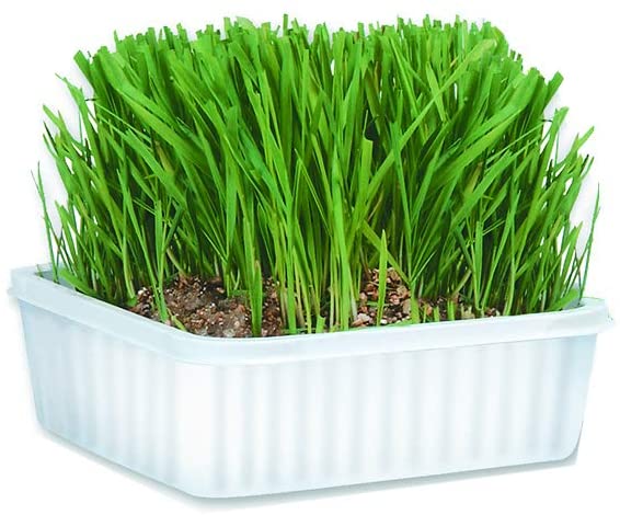 Miracle Care Cat A'Bout Cat Grass Plus 150g