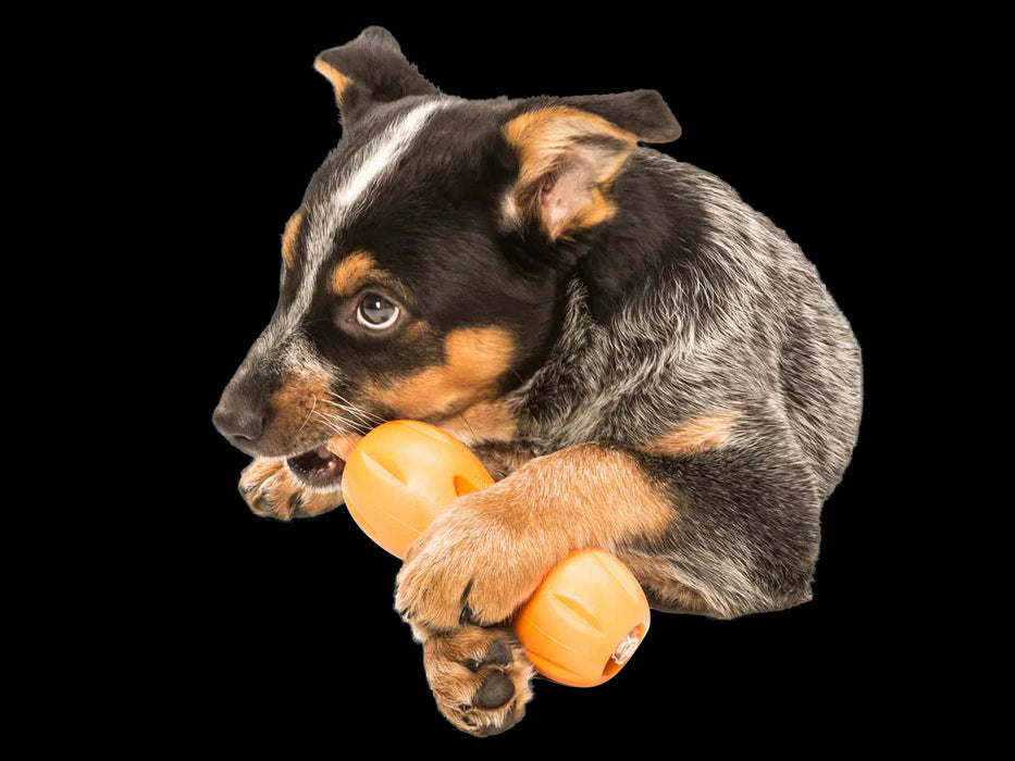 Qwizl Small 5.5" Tangerine